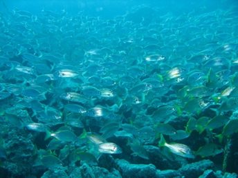 Splash Gomera - Dive Sites