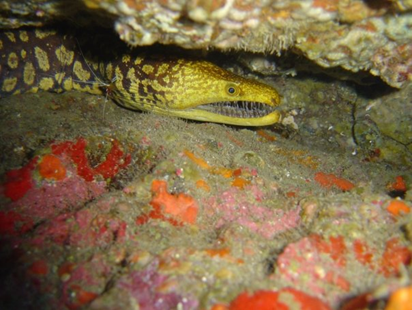 Splash Gomera - Dive Sites